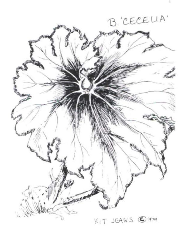B. ‘Cecelia’